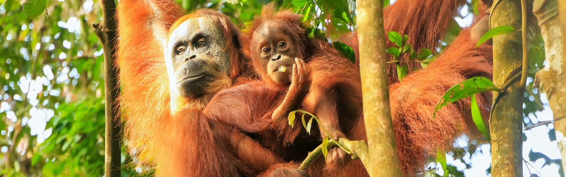 Borneo