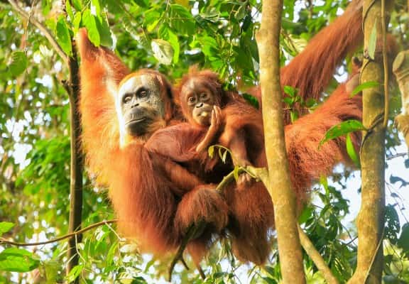 Borneo