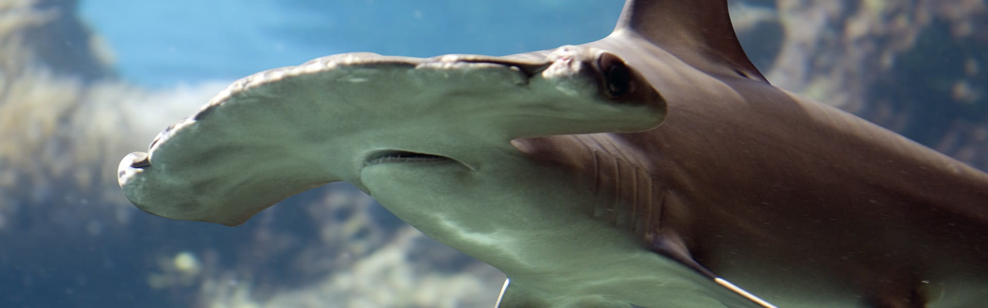 Tubbataha